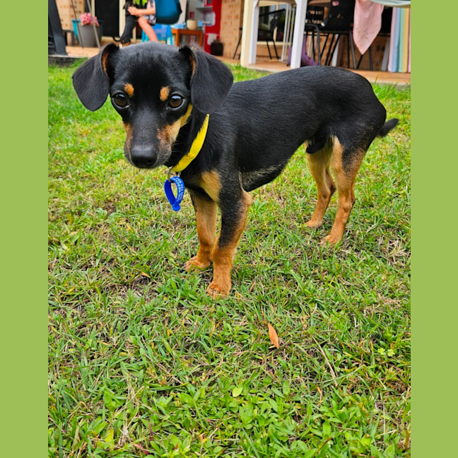 Photo of Louie  9 Month Old Chihuahua X Dachshund 