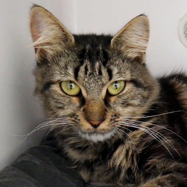 Photo of Giselle (Gg) Sua013543