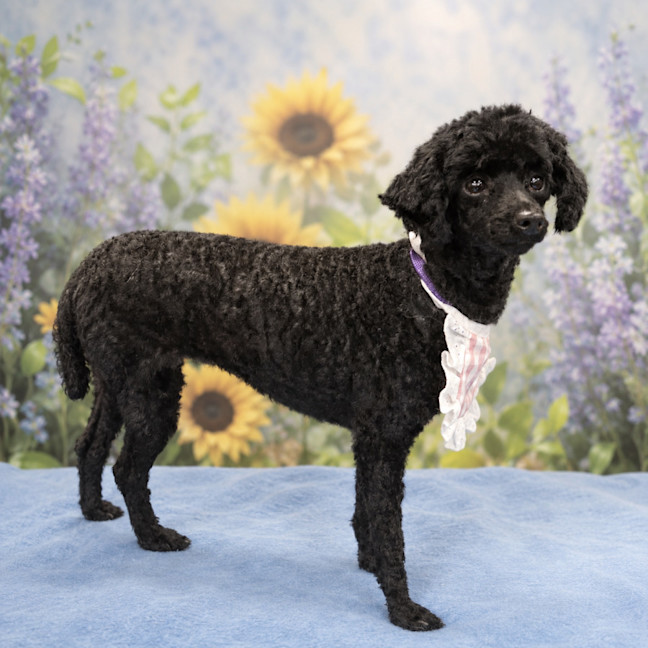 Photo of Missy