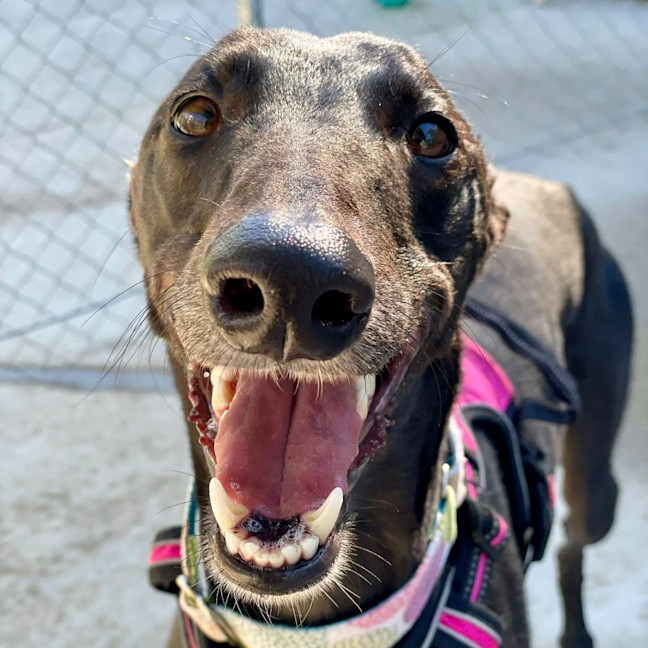 Photo of Poppet The Greyhound