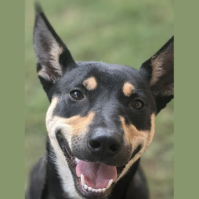 Photo of Roxi