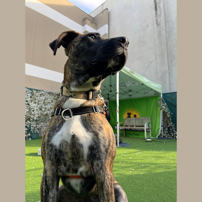 Photo of Indie