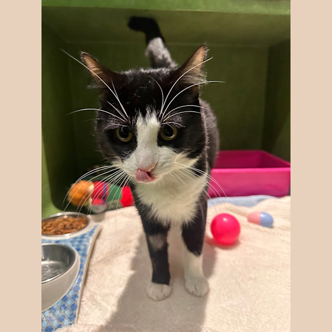 Photo of Felix