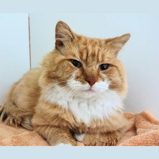 Photo of Baron