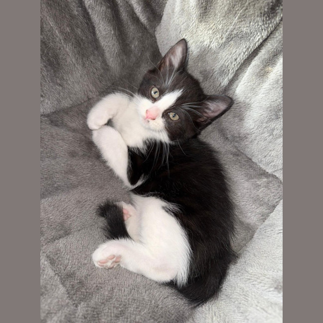 Photo of Pippin