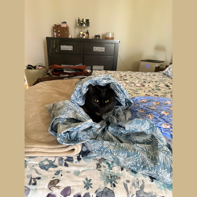 Photo of Poppy