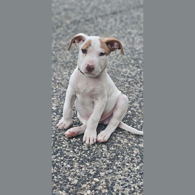 Photo of Domino