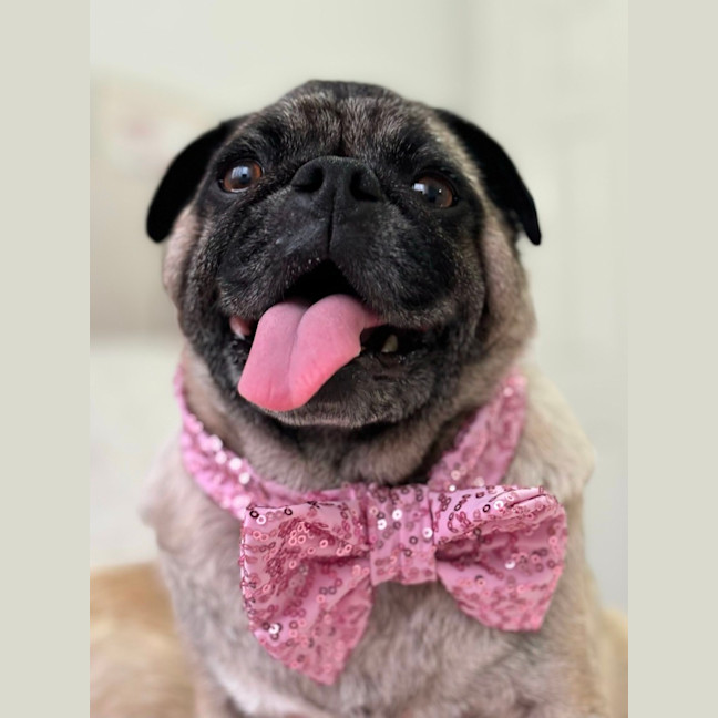 Photo of Hank And Luna 🎈