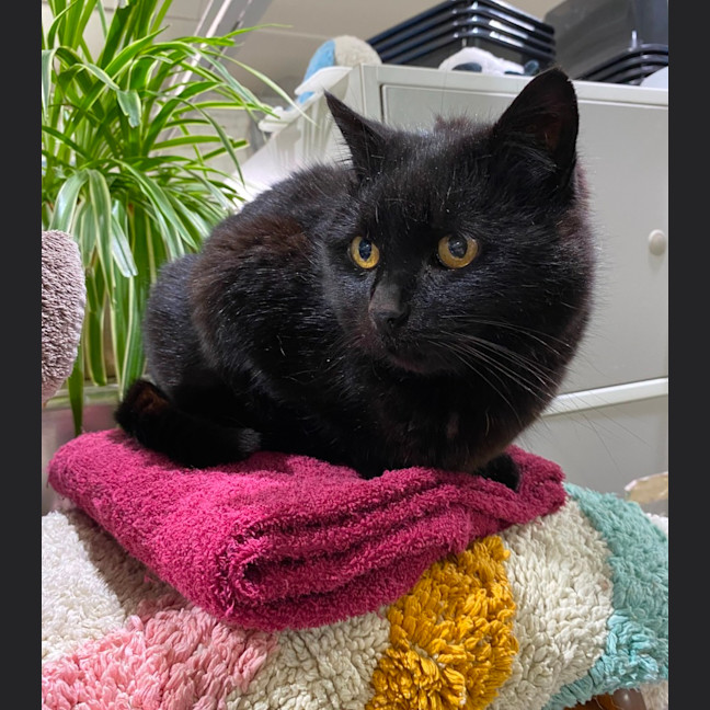 Photo of Coal