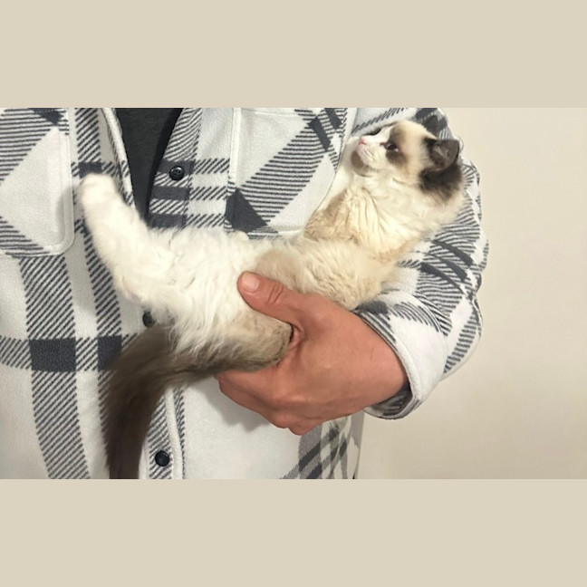 Photo of Bobo 