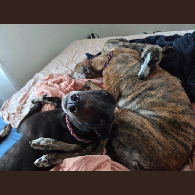 Photo of Drew, The Greyhound