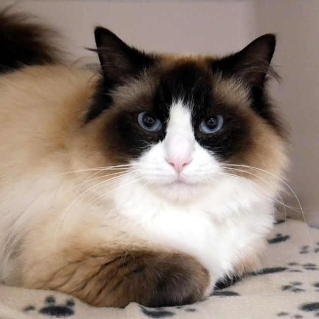 Photo of Chase Sta014423