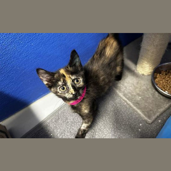 Photo of Jasmine