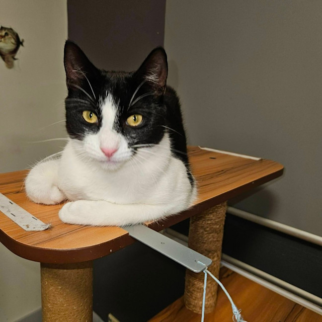 Photo of Libby ** 2nd Chance Cat Rescue **