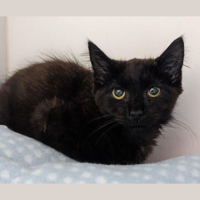 Photo of Buddy