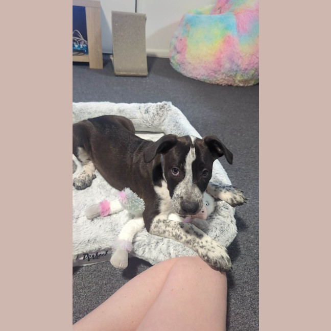Photo of Hugo (Bessie's Puppy)