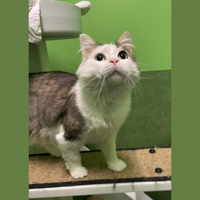 Photo of Chester