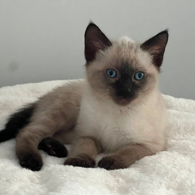 Photo of Nelson 🩵