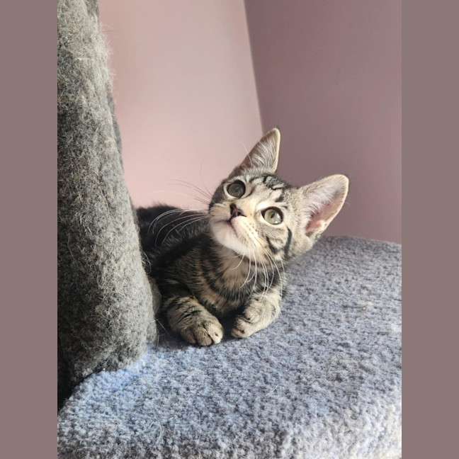 Photo of Emerald  On Display At Vets On Parker, Templestowe