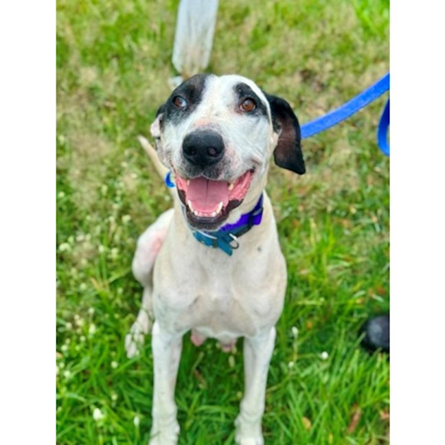 Photo of Bella *$150 Adoption Fee*