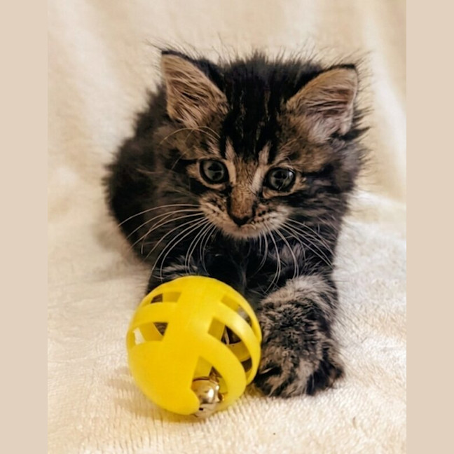 Photo of Toto