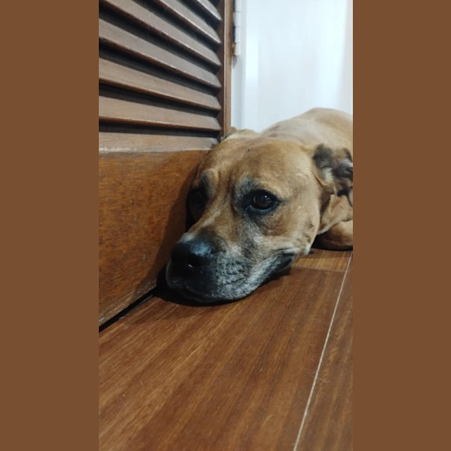 Photo of Toula   In Kennels