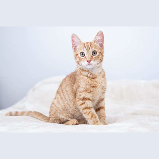 Photo of Jasper