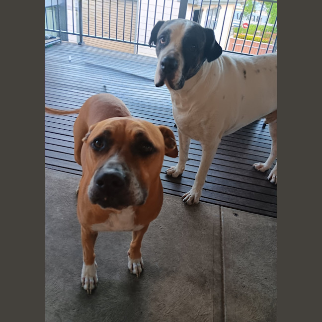 Photo of Sandy   7 Year Old Staffy X