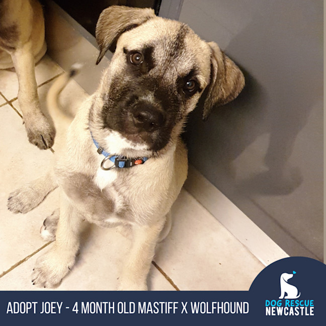 Photo of Joey   4 Month Old Mastiff X Wolfhound (On Trial)