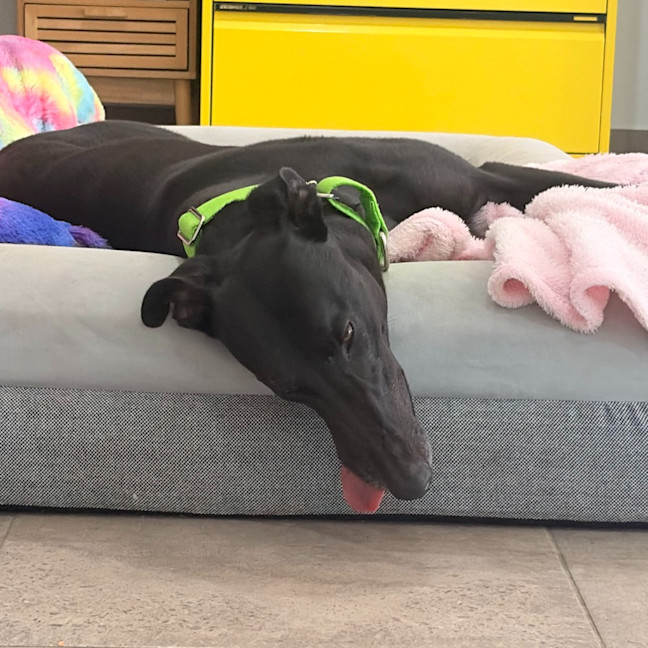 Photo of Clooney The Greyhound
