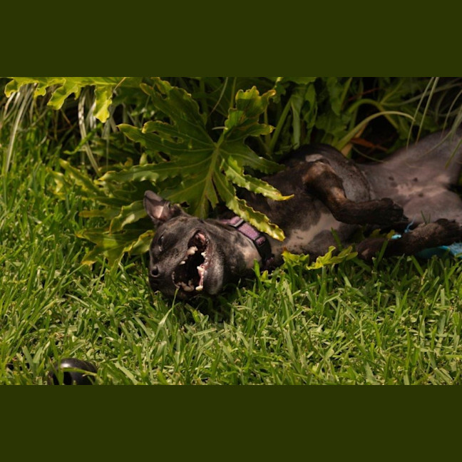 Photo of Beatrice Lozano