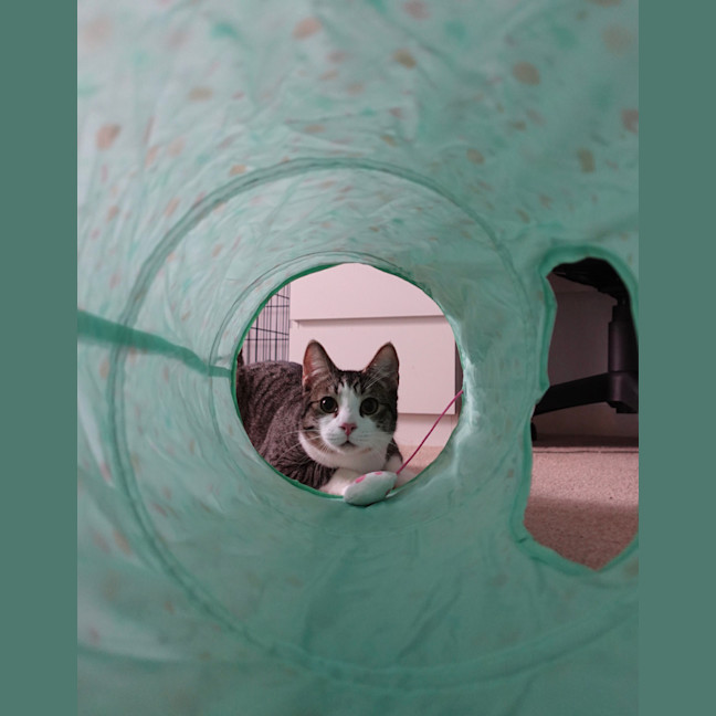 Photo of Timone