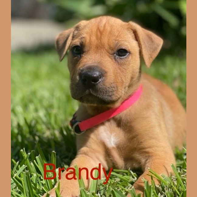 Photo of Brandy