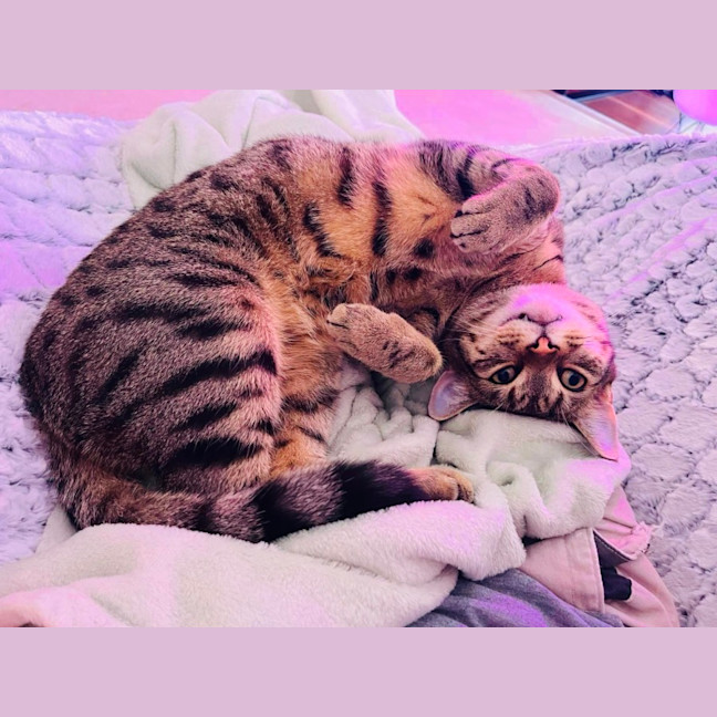 Photo of Ferris & Felix