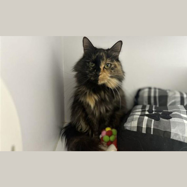 Photo of Mystique