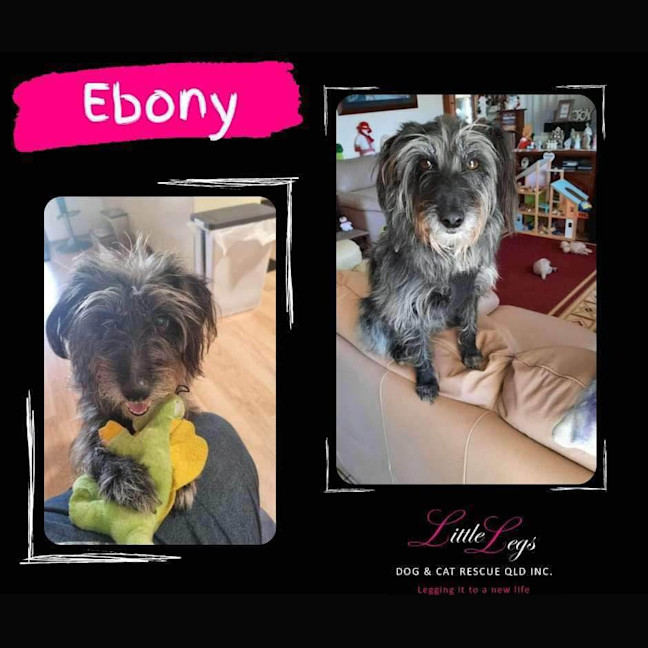 Photo of Ebony