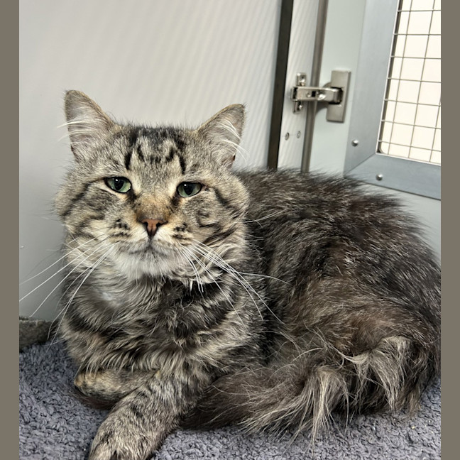 Photo of Sir Augustus Chunksworth