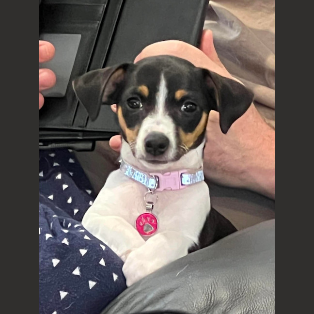 Photo of Skye