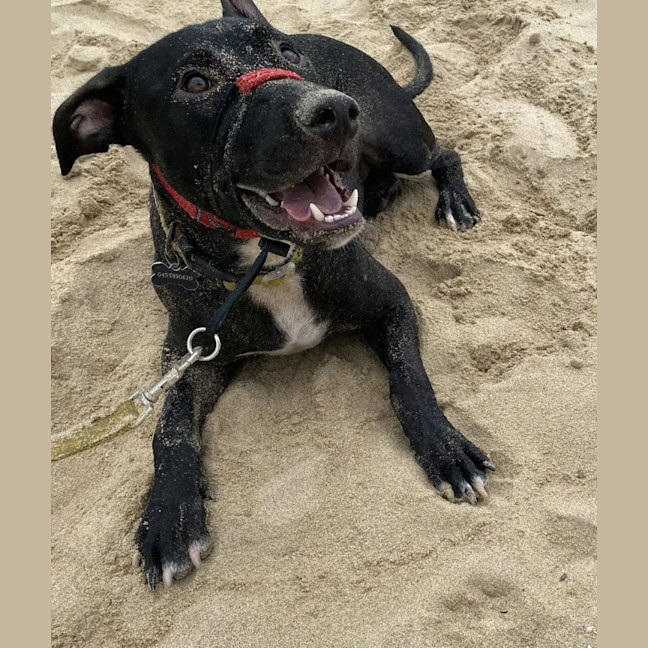 Photo of Diesel