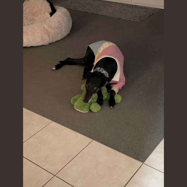 Photo of Crumpet, The Greyhound