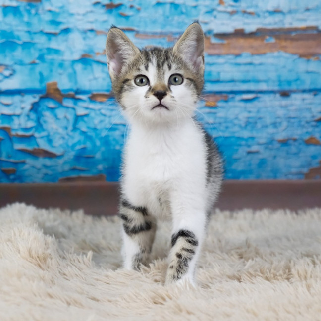 Photo of Peanut