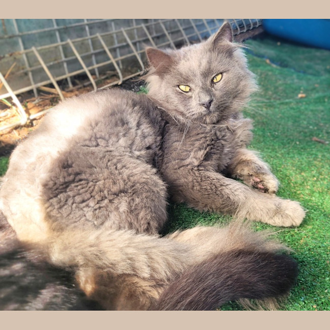 Photo of Phoenix 🔥 