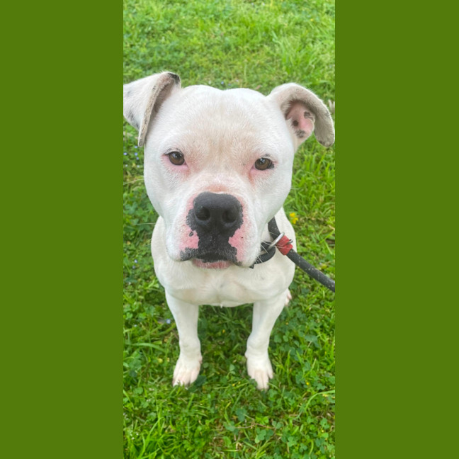 Photo of Casper