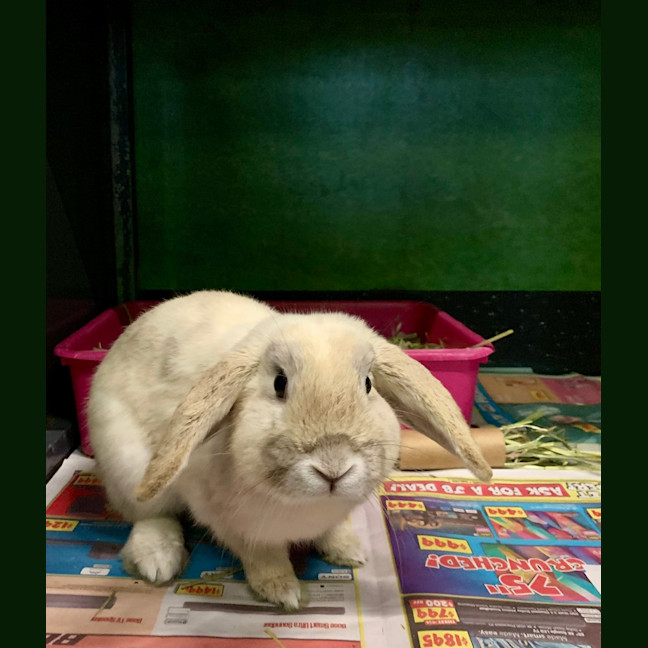Photo of Bilby