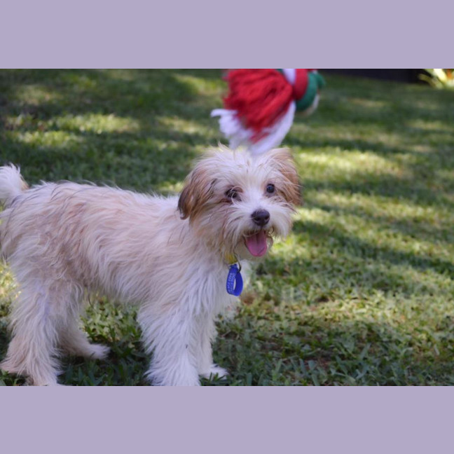 Photo of Barney   6 Month Old Yorkshire X Poodle