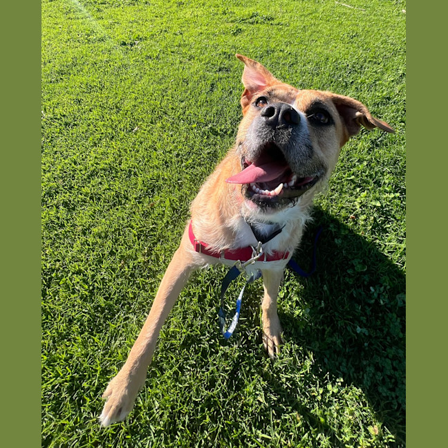 Photo of Tilly