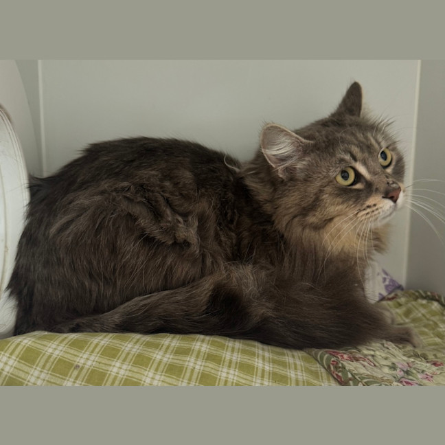 Photo of Fluffernut