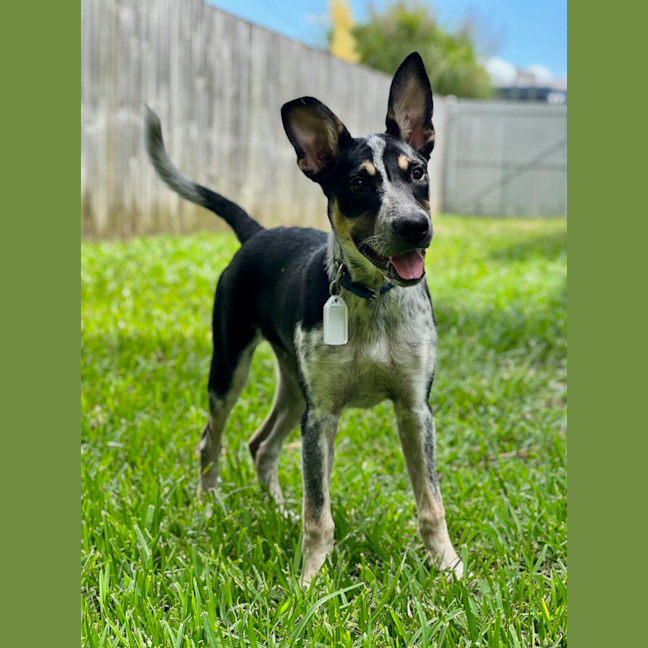 Photo of Tallulah