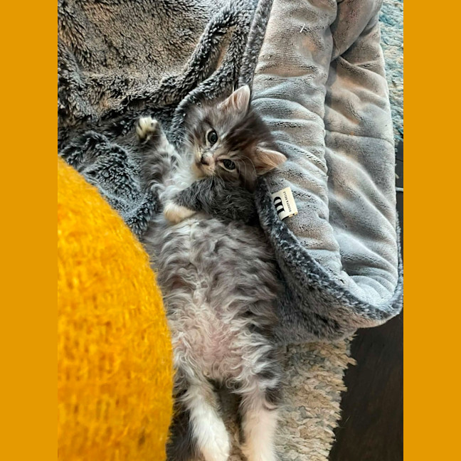 Photo of King Fluffernutter 