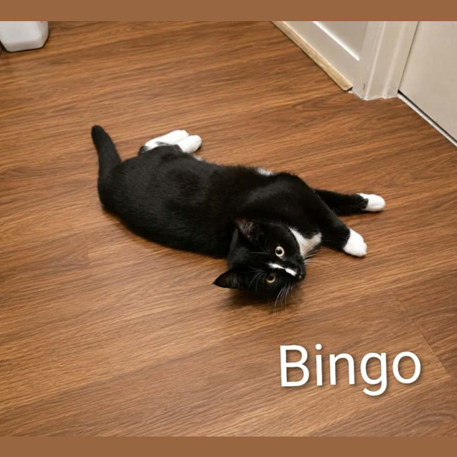 Photo of Bluey & Bingo 